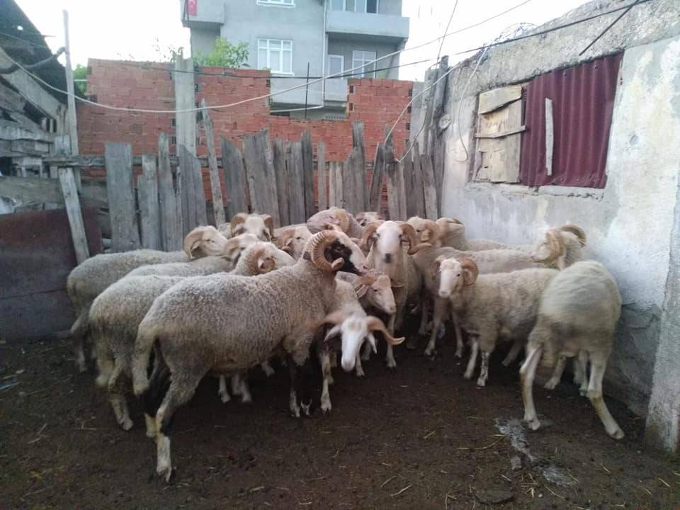 Boyabat Bağlıca Köyü Resimleri 2