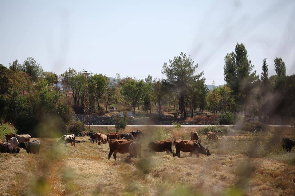 Boyabat Bağlıca Köyü Resimleri 7