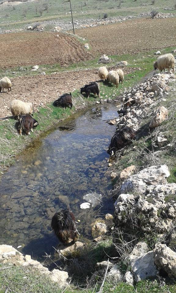 Gercüş Yamanlar Köyü Resimleri 13