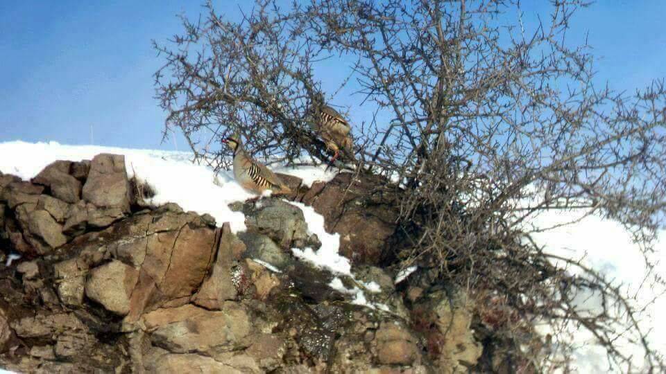 Gercüş Yamanlar Köyü Resimleri 9
