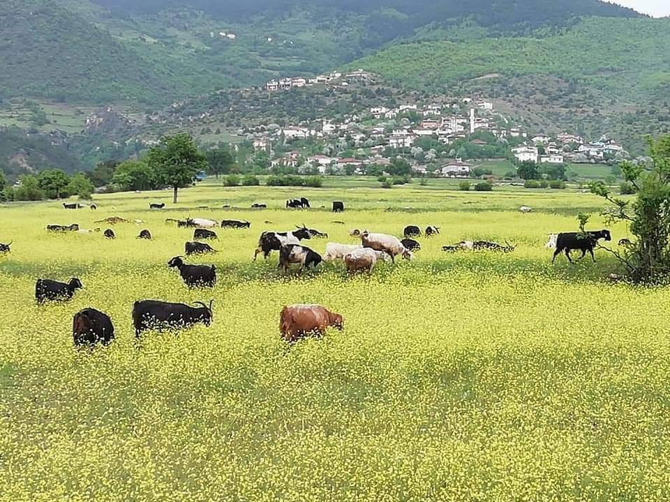Boyabat Bayamca Köyü Resimleri 6