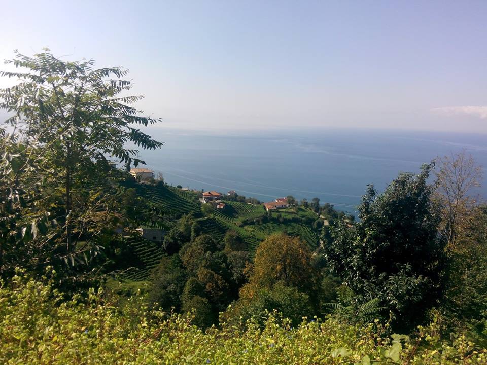 Çayeli Kemerköy Köyü Resimleri 9