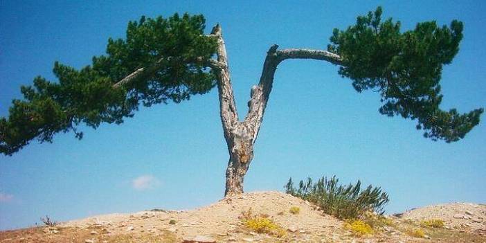 Sinop Çeşnigir Köyü Resimleri