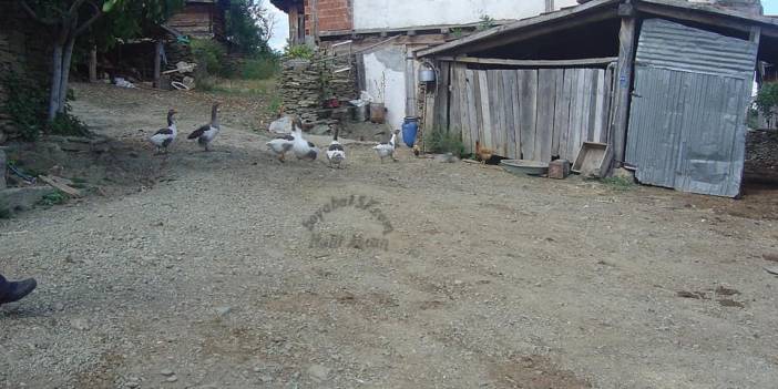 Sinop Çurkuşlar Köyü Resimleri