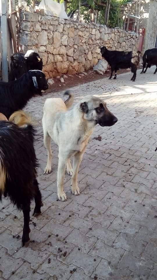 Seydişehir Çatmakaya Köyü Resimleri 3