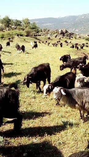 Seydişehir Çatmakaya Köyü Resimleri 4