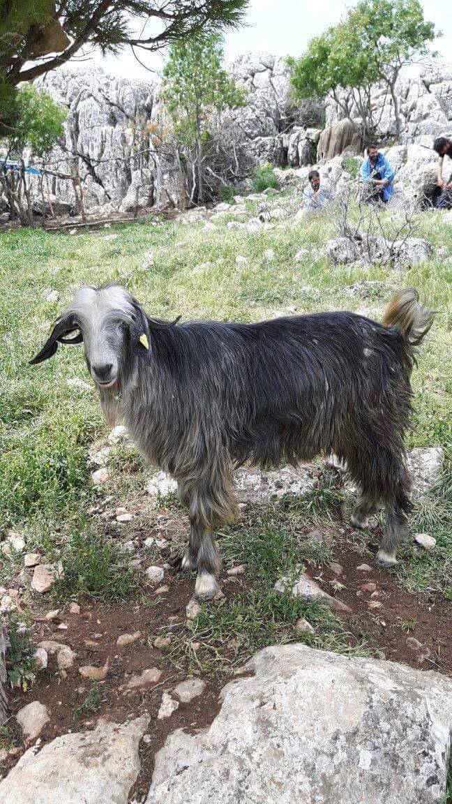 Seydişehir Çatmakaya Köyü Resimleri 7