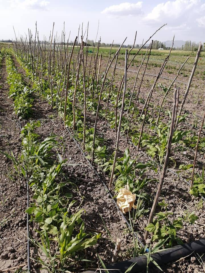 Seydişehir Gevrekli Köyü Resimleri 7