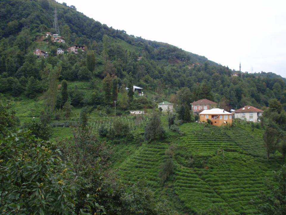 Çayeli Musadağı Köyü Resimleri 10