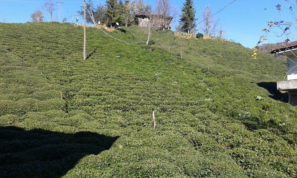 Çayeli Sefalı Köyü Resimleri 3