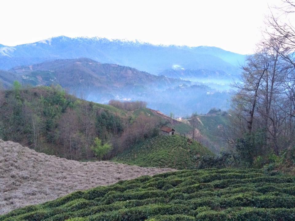 Çayeli Sefalı Köyü Resimleri 7