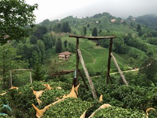 Çayeli Sefalı Köyü Resimleri 8