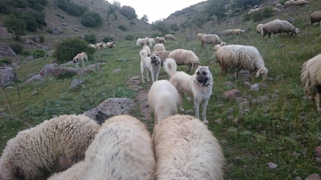 Seydişehir Tol Köyü Resimleri 4