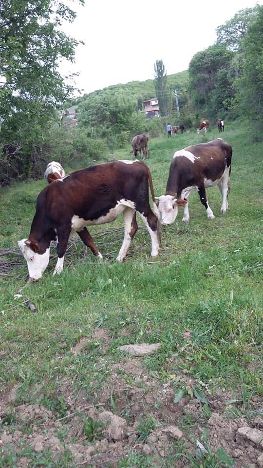 Boyabat Erkeç Köyü Resimleri 10