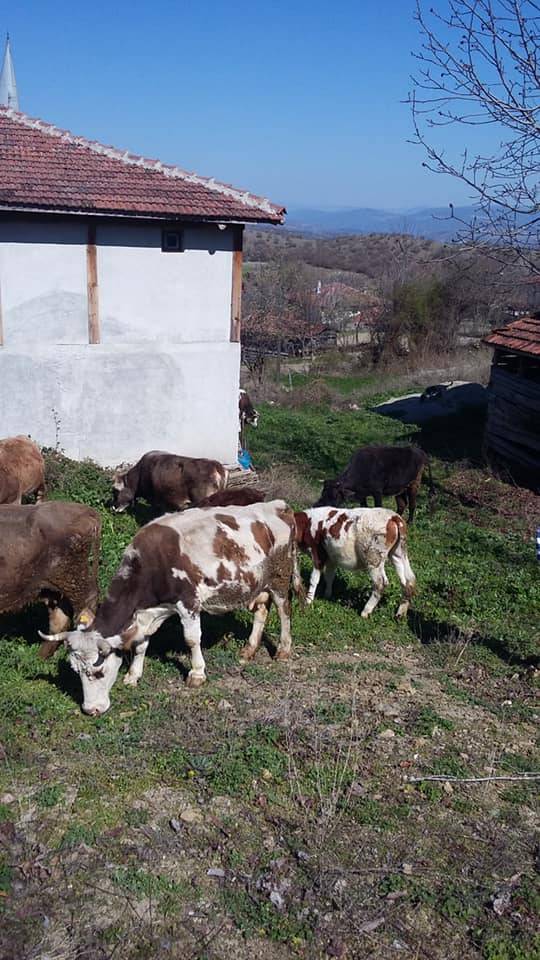 Boyabat Erkeç Köyü Resimleri 11