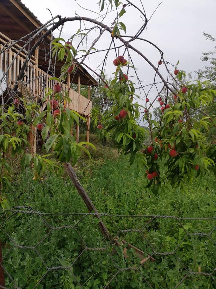 Boyabat Esengazili Köyü Resimleri 11