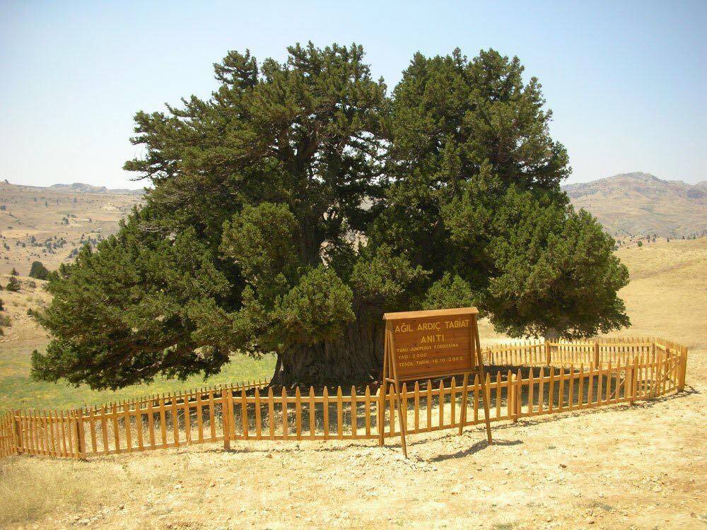 Taşkent Balcılar Köyü Resimleri 3