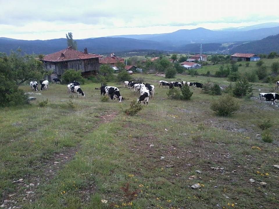 Boyabat Esentepe Köyü Resimleri 5