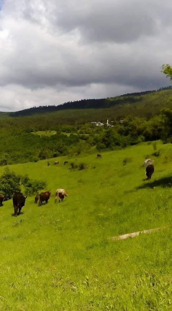 Boyabat Gökçukur Köyü Resimleri 10