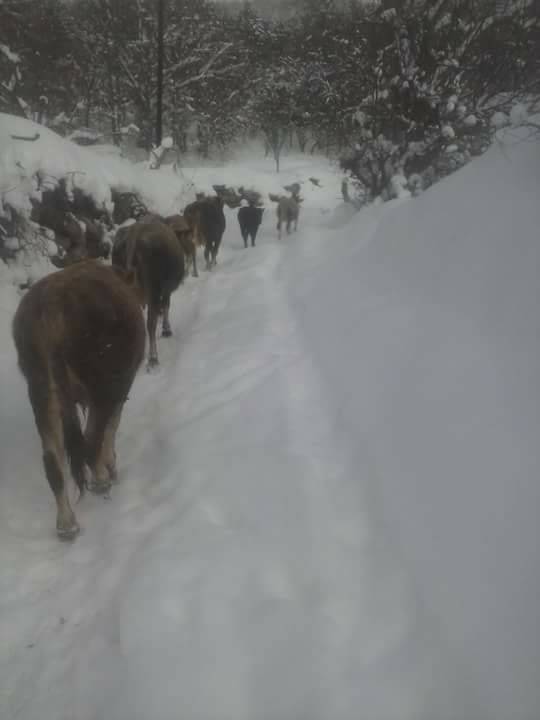 Boyabat Gökçukur Köyü Resimleri 7