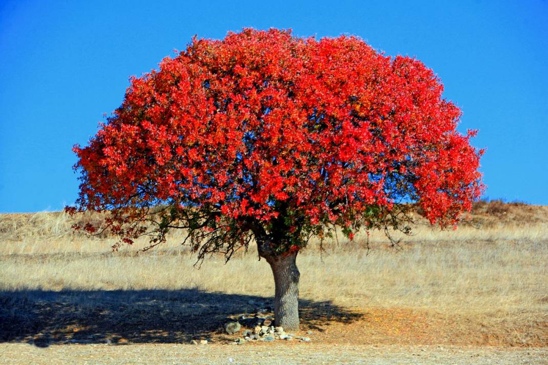 Boyabat Göve Köyü Resimleri 15