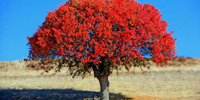 Boyabat Göve Köyü Resimleri