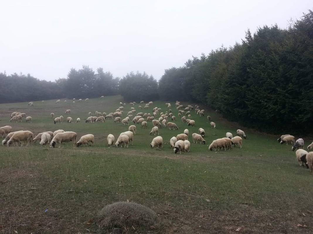 Boyabat Hamzalı Köyü Resimleri 3