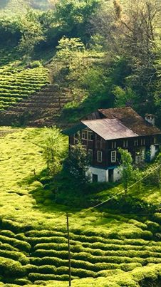 Çayeli İncesırt Köyü Resimleri 1