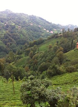 Çayeli İncesırt Köyü Resimleri 5