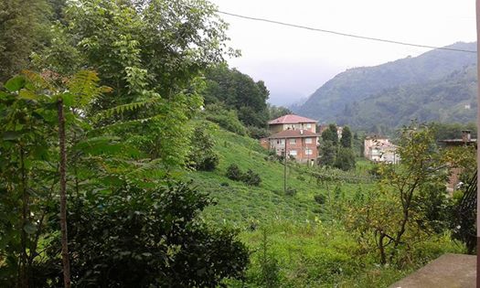 Çayeli İncesırt Köyü Resimleri 9
