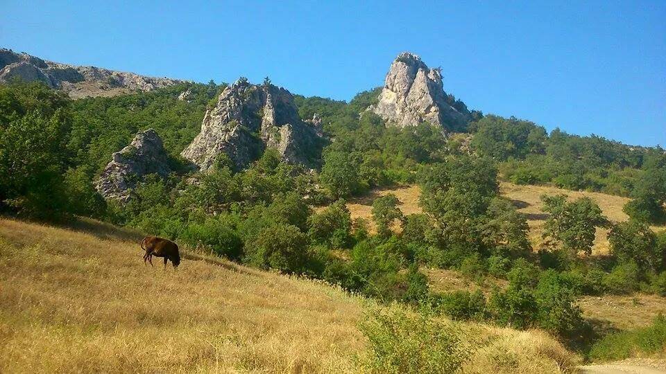 Boyabat Kozkule Köyü Resimleri 2