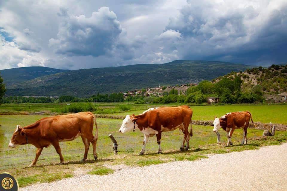 Boyabat Okçumehmetli Köyü Resimleri 6