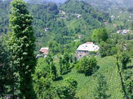 Çayeli Sırt Köyü Resimleri 2