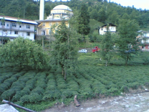 Çayeli Sırt Köyü Resimleri 4