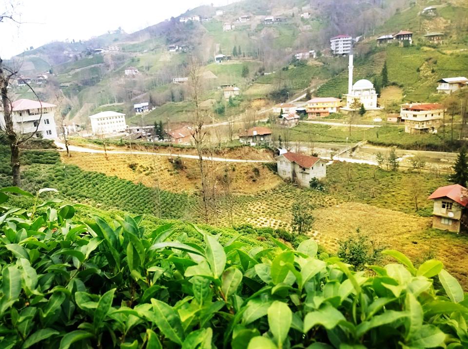 Çayeli Sırt Köyü Resimleri 8
