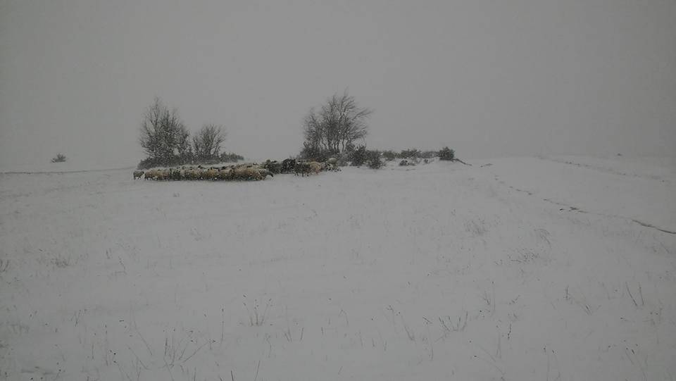 Boyabat Tırnalı Köyü Resimleri 7