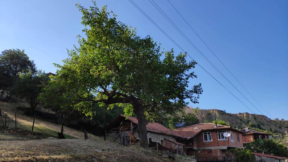 Boyabat Yabanlı Köyü Resimleri 9