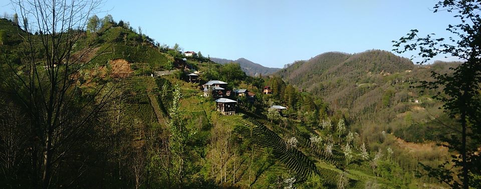 Çayeli Yavuzlar Köyü Resimleri 2