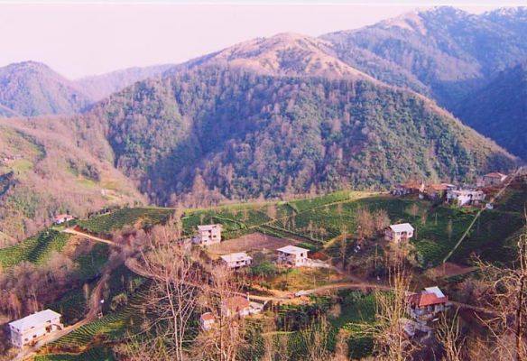 Çayeli Yavuzlar Köyü Resimleri 6