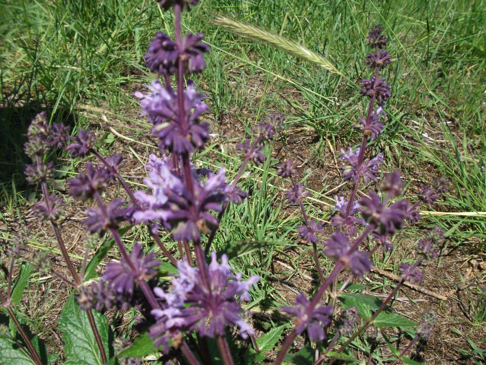 Çorum Evciortakışla Köyü Resimleri 3