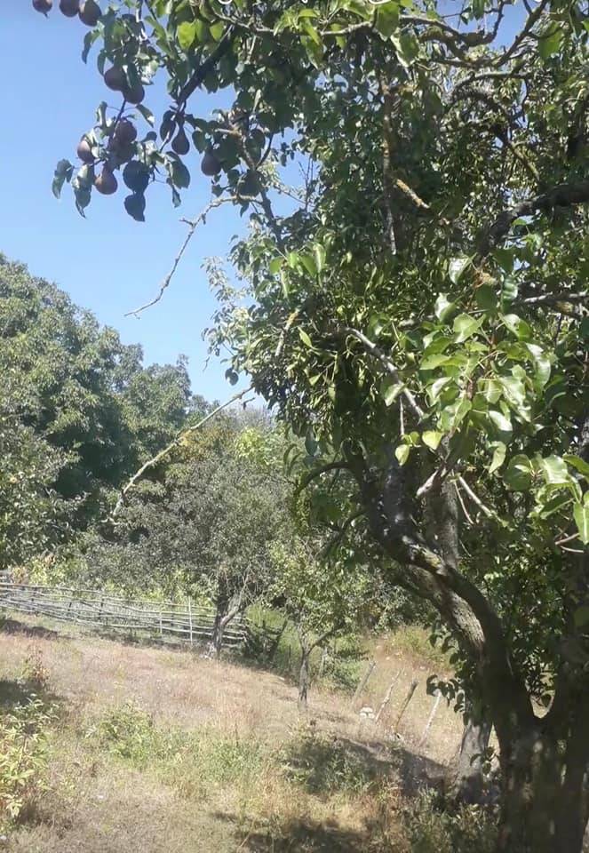 Dikmen Çanakçı Köyü Resimleri 6