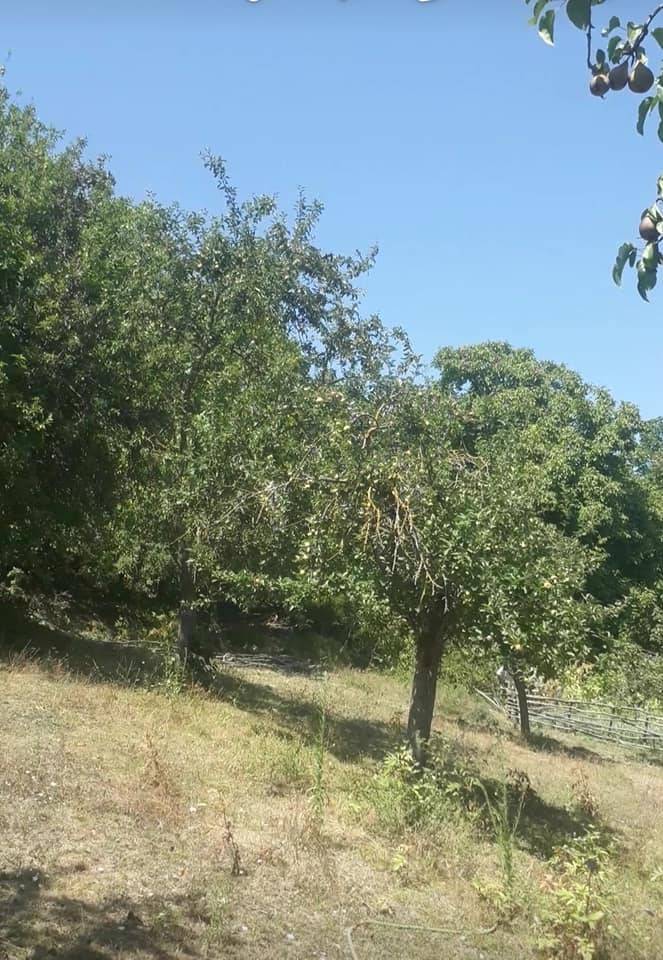 Dikmen Çanakçı Köyü Resimleri 7