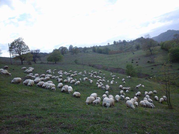 Dikmen Dudaş Köyü Resimleri 2