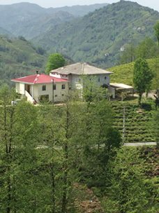 Çayeli Yenitepe Köyü Resimleri 1