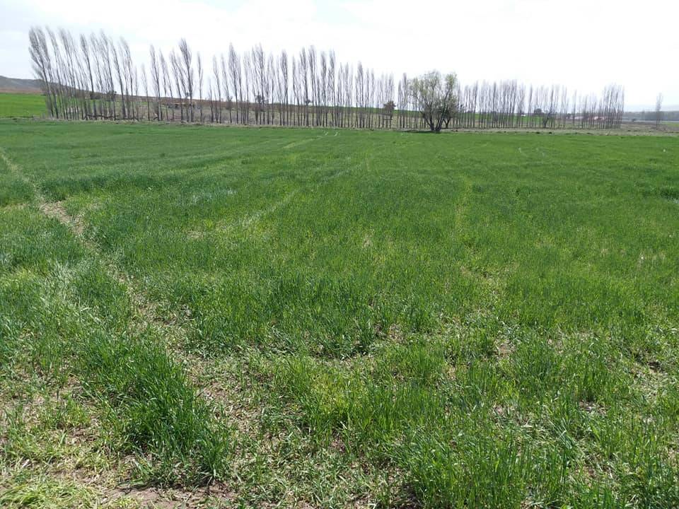 Çorum Feruz Köyü Resimleri 1