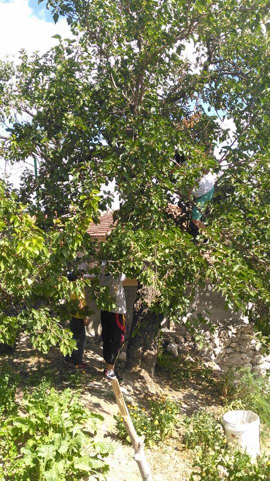 Çorum Göcenovacığı Köyü Resimleri 4