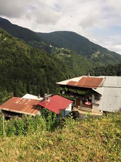 Çayeli Yeşilköy Köyü  Resimleri 1