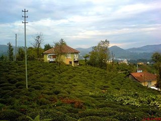 Çayeli Yeşilköy Köyü  Resimleri 2