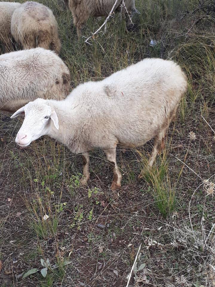 Yalıhüyük Sarayköy Köyü Resimleri 1