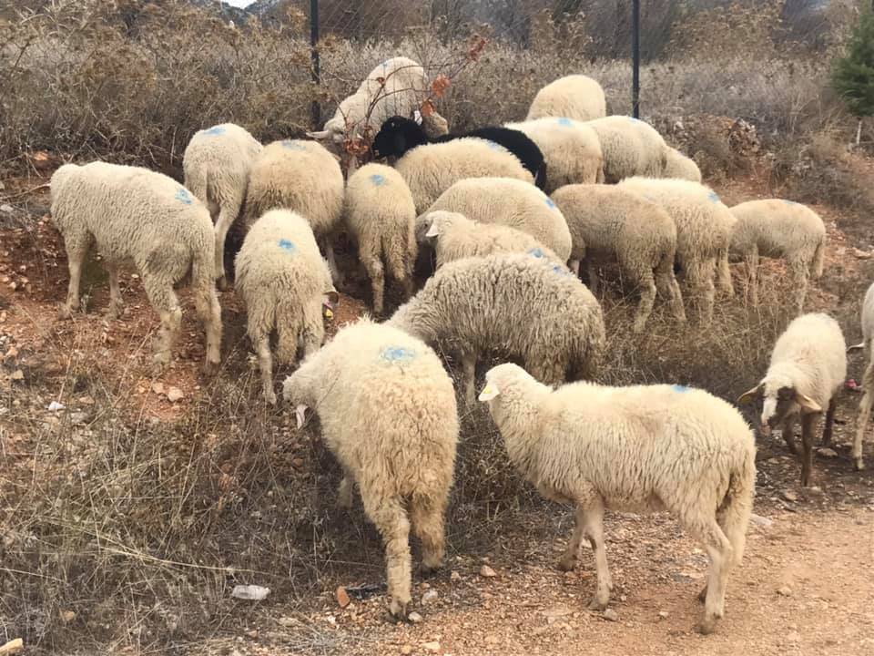 Yalıhüyük Sarayköy Köyü Resimleri 2